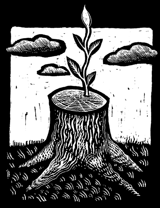 Tree Stump with New Sprout
