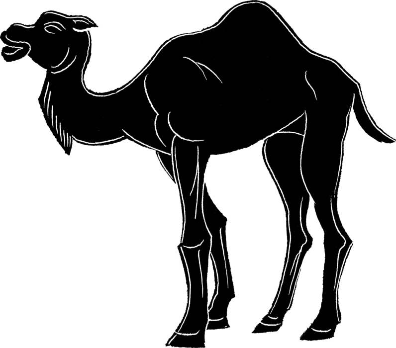 Arabian Camel