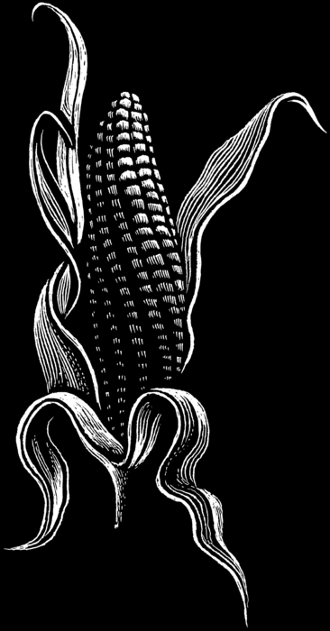 Corn on the Husk
