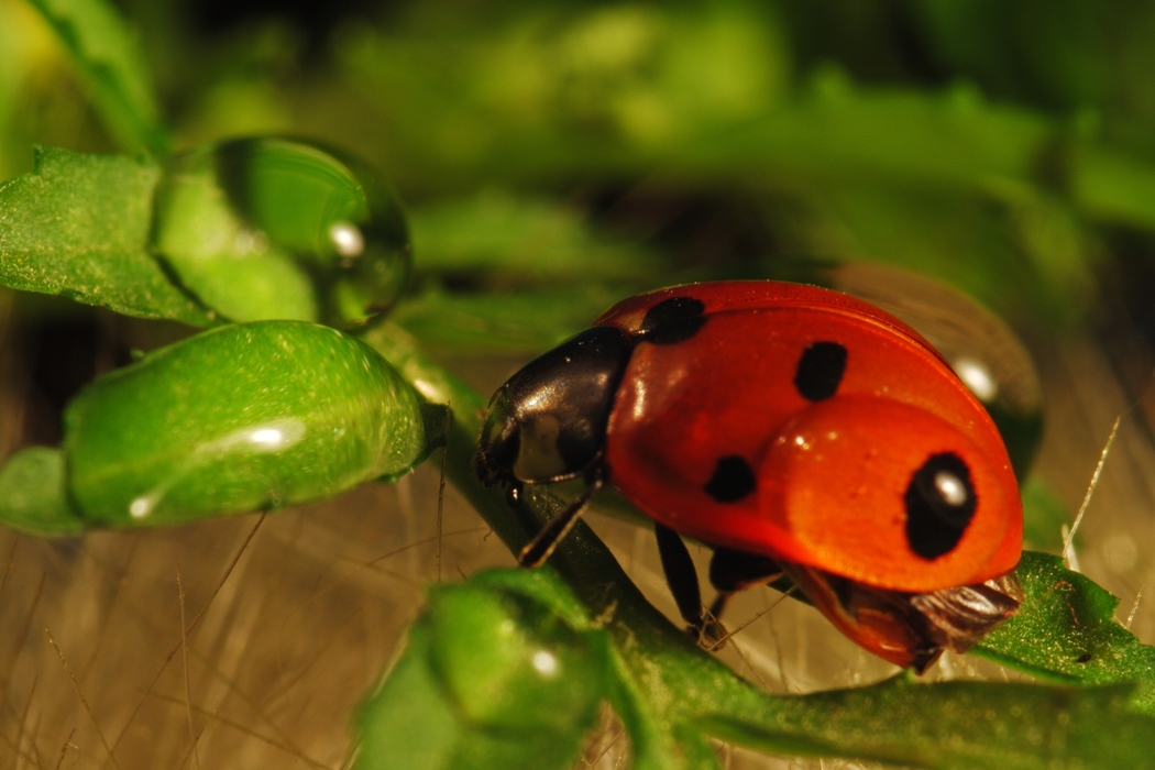 Ladybug Feasting on Plant Material