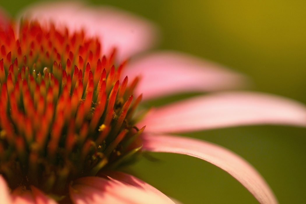 Pink Flower Petals with Red Stamen