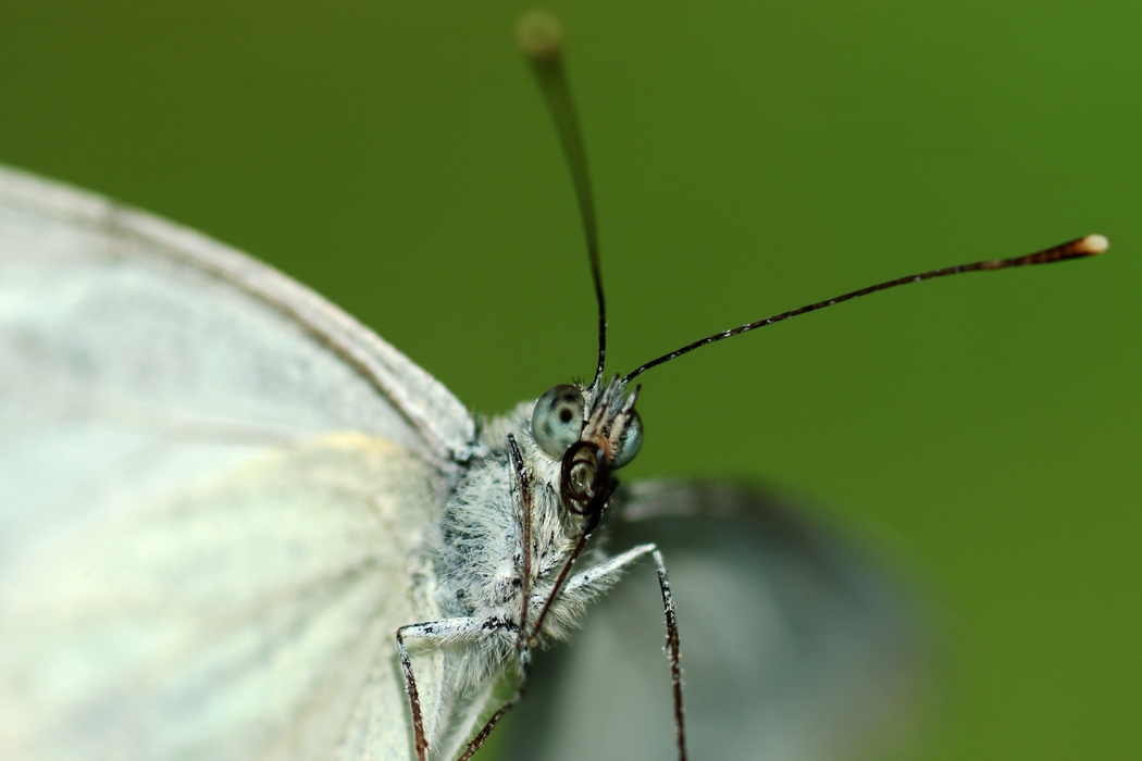 Moth Close-Up Antennae