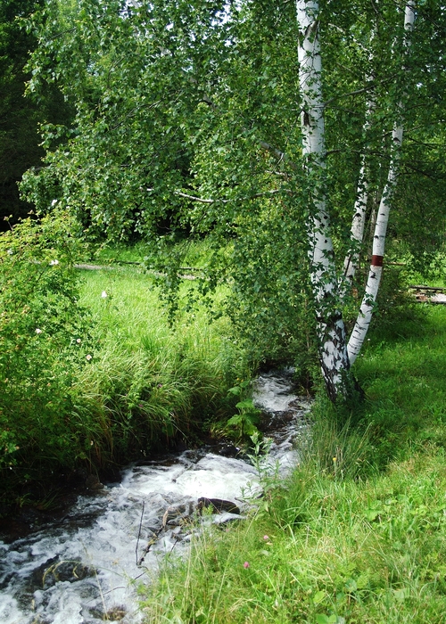 Birch Trees Rushing Creek