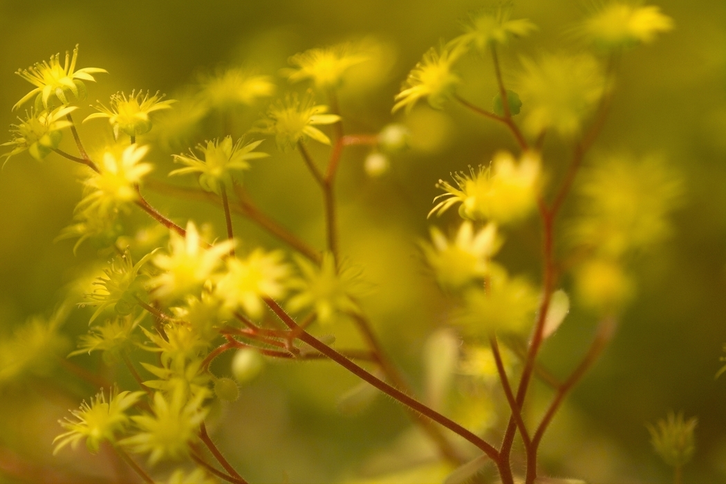 Delicate Yellow Flowers