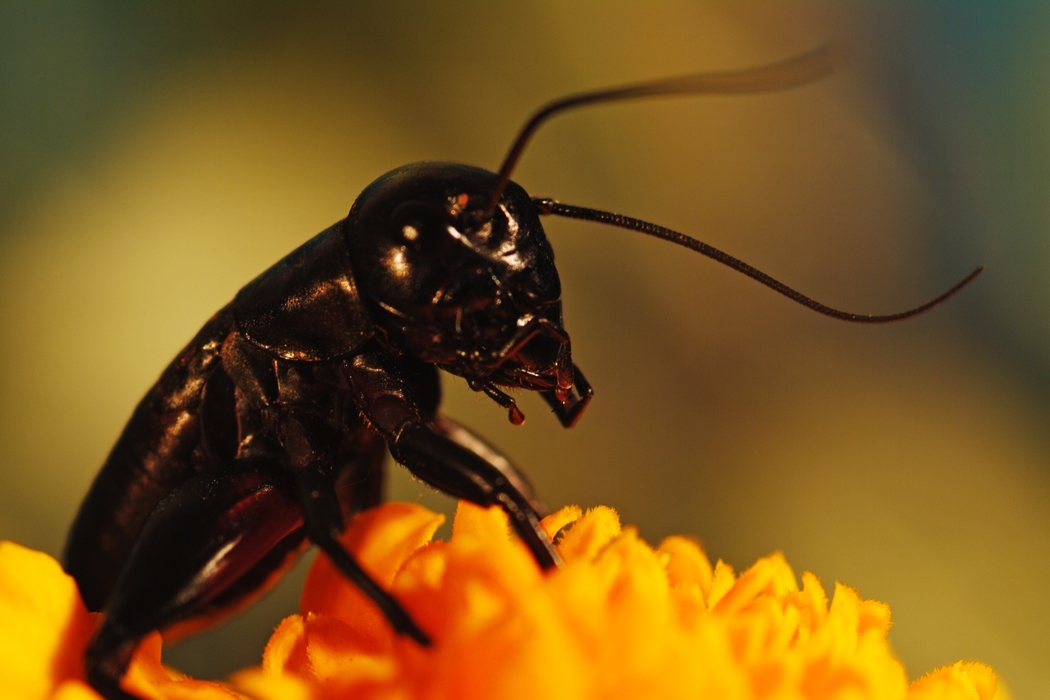 Ominous Black Insect Sucking Back Nectar