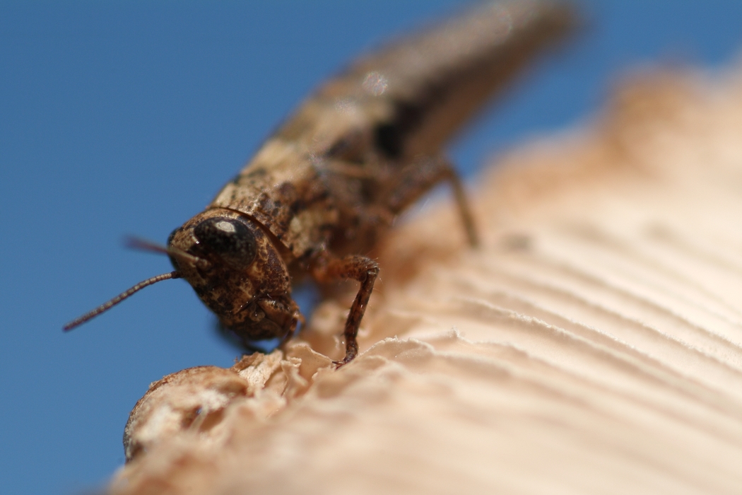 Grasshopper Feeding