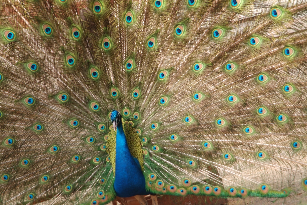 Peacock, Dolmabahche Palace Istanbul, Turkey