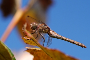 Dragonfly20140828 7401 1psksvt