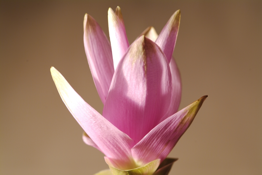 Pink Flower Petals