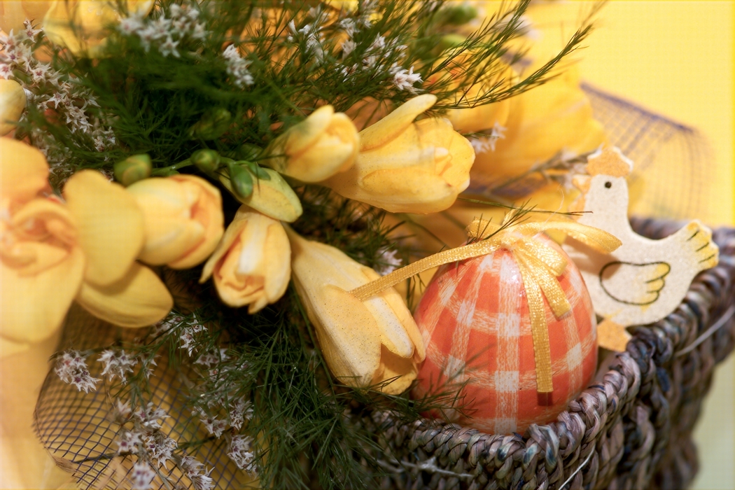 Yellow Easter Tulip Flowers with Egg