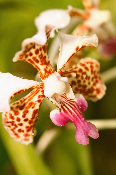 Orchid Flower Petals