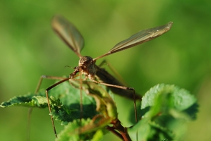 Dragonfly20140828 7401 1frq41o