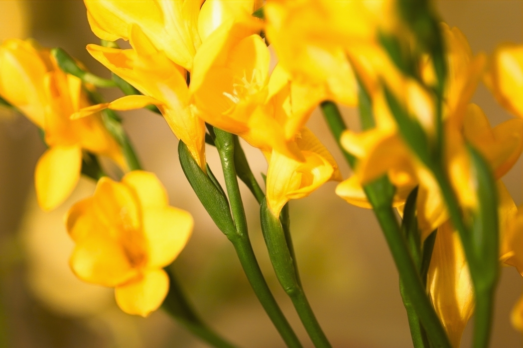 Yellow Flowers and Green Stems