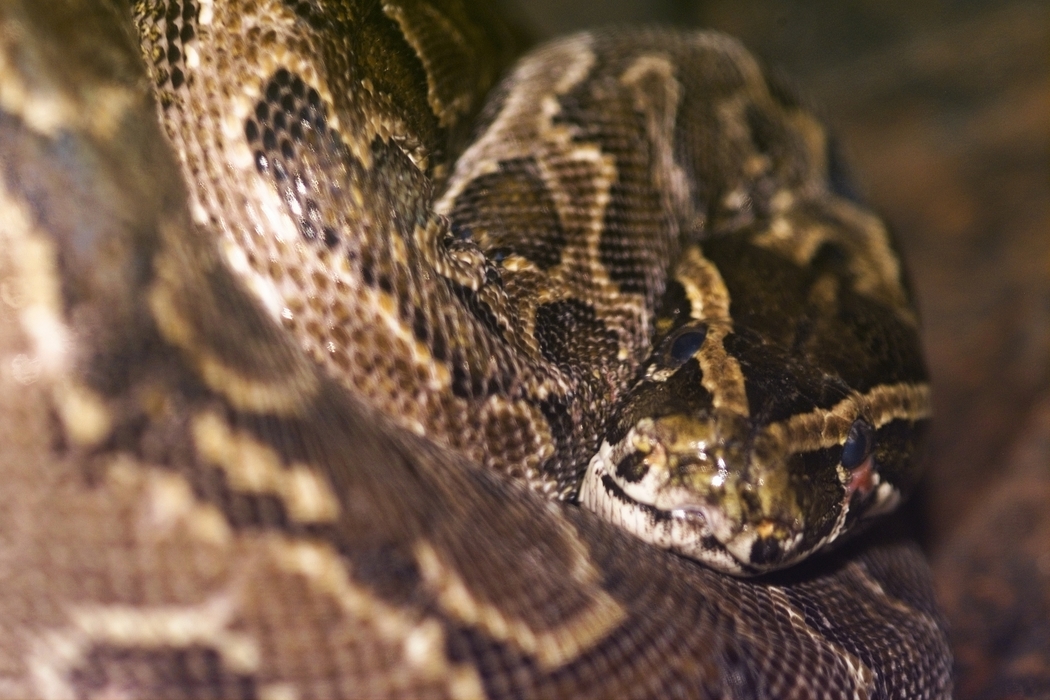 Snake Coiled with Head Ready to Strike