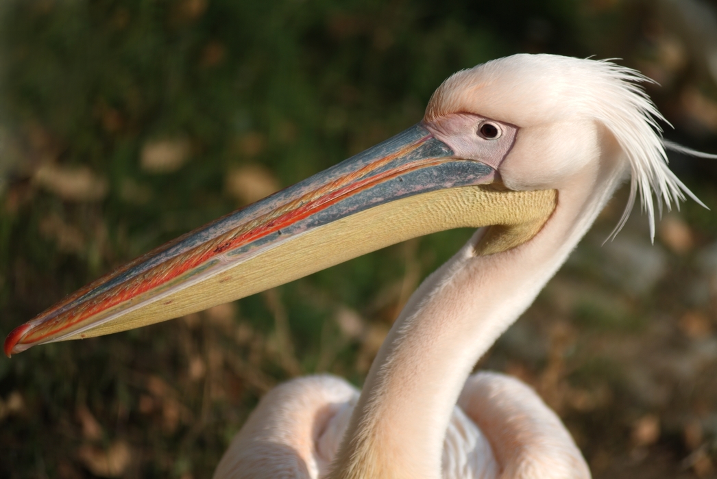 Long-Beaked Tropical Bird