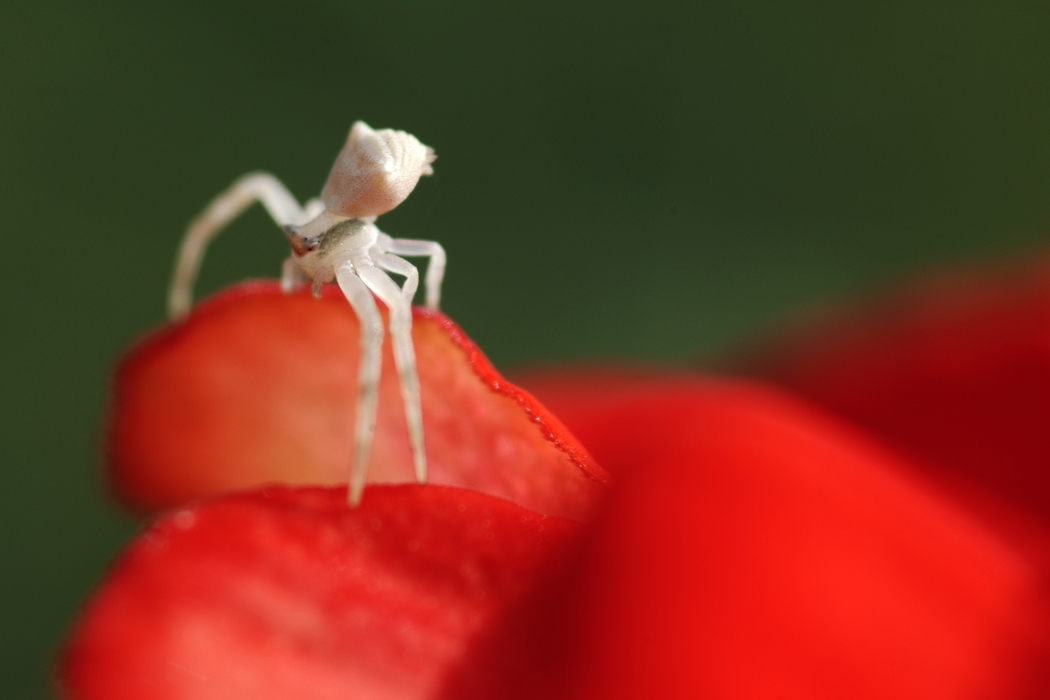 White Spider on Red Petals