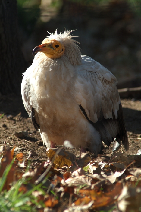 Vulture on the Ground