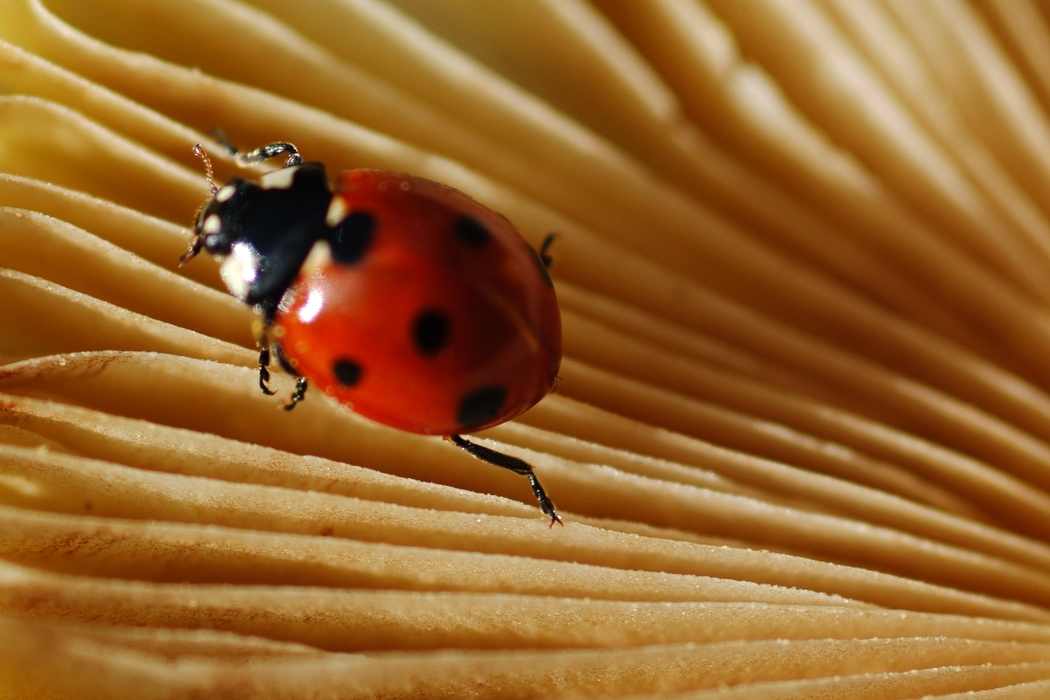 Ladybug Feeding on Plant