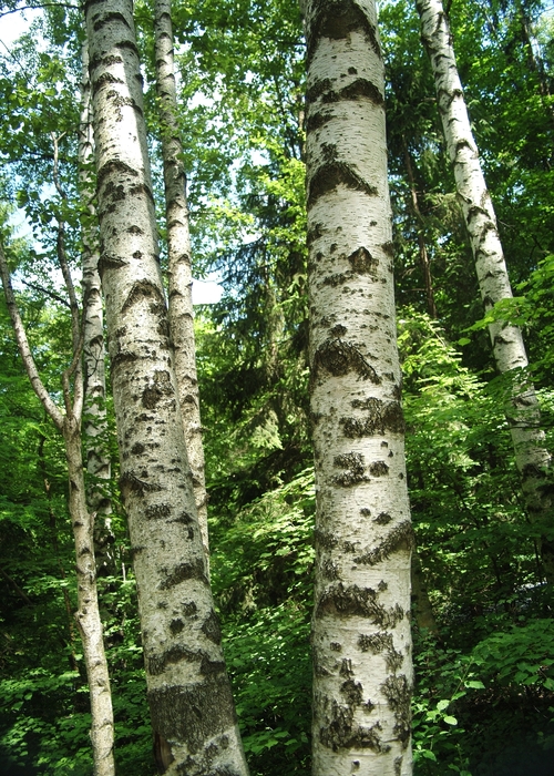 Birch Trees in Forest