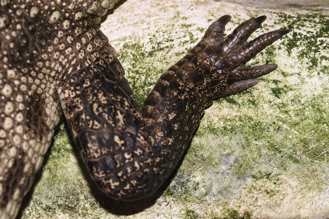 Crocodile Leg and Foot with Claws