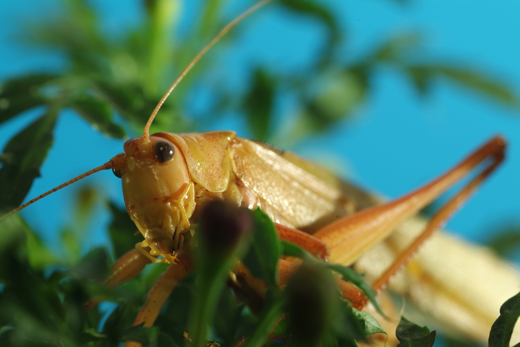 Grasshopper Close-Up on Plant