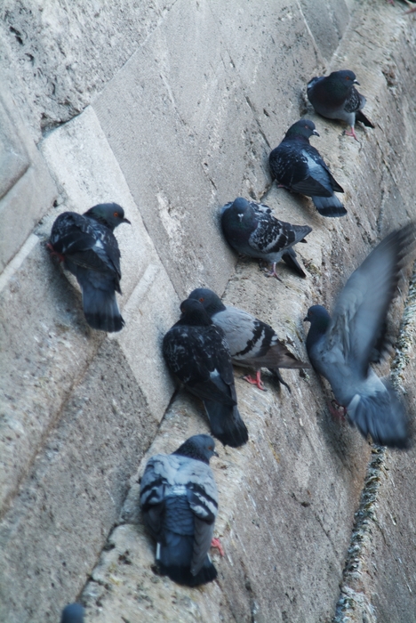 Pigeons at Yeni Mosque, Istanbul, Turkey