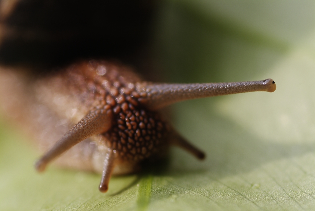 Snail Crawling on Leaf