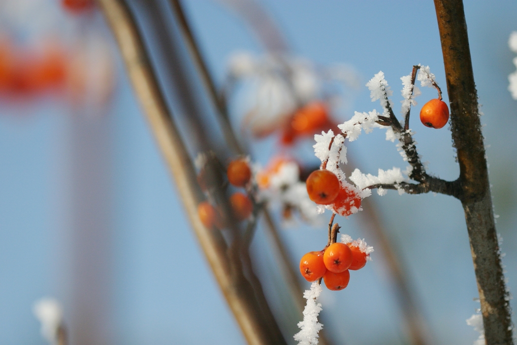 Winter Scene Snow with Berries