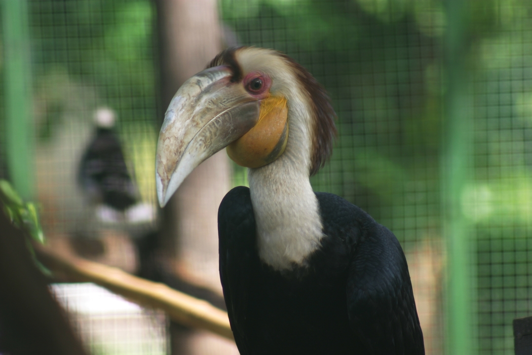 Exotic Bird with Long Beak