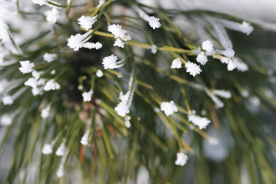 Winter Scene Snow with Pine Needles