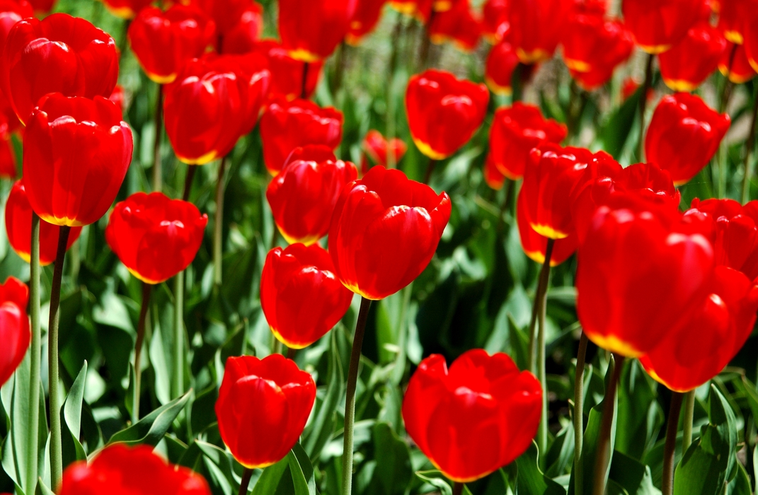 Spring Red Tulips in Bloom