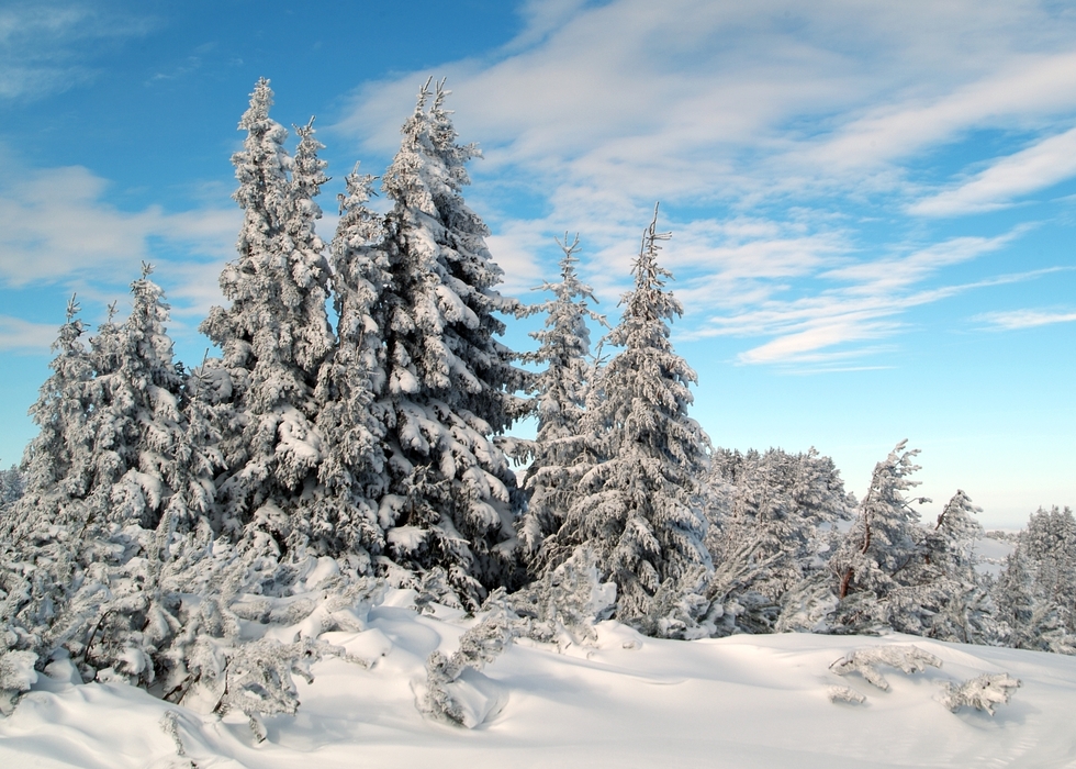 Winter Scene with Snow Covered Fir Trees