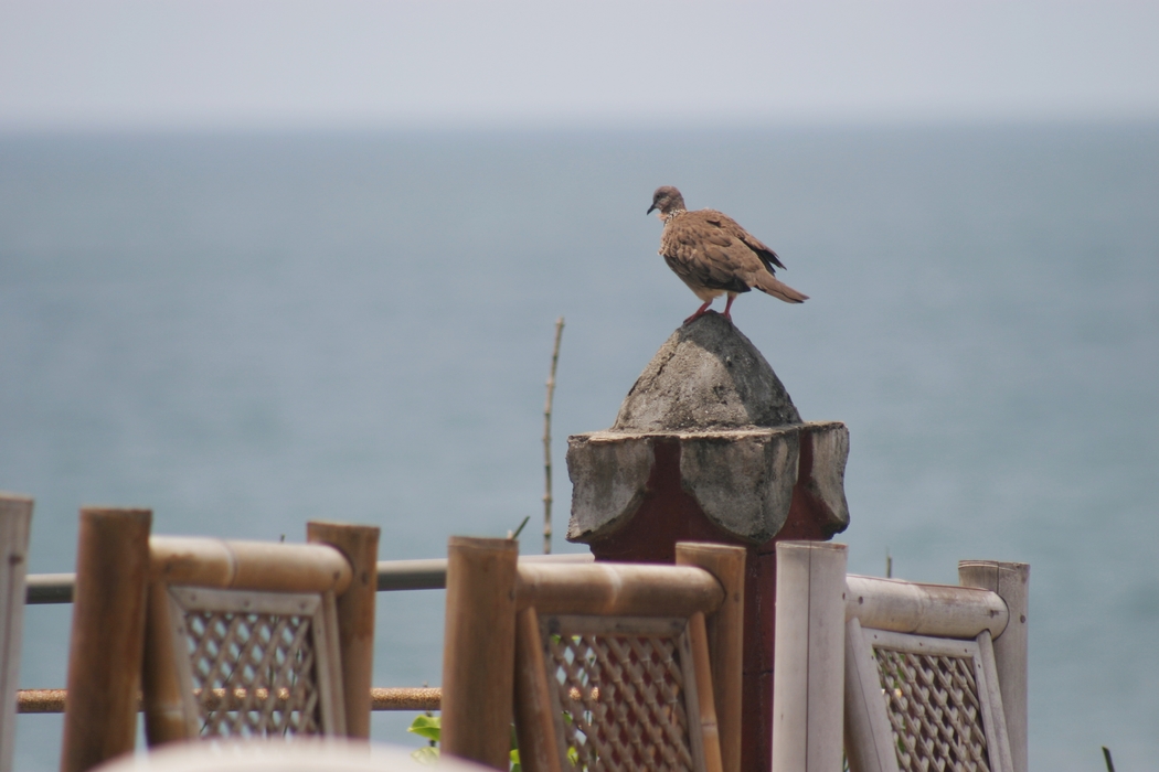 Bird Resting At The Patio