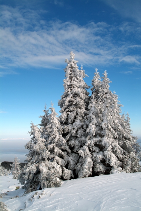 Winter Scene with Snow Covered Fir Trees