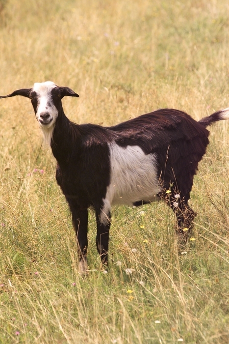 Goat in Pasture