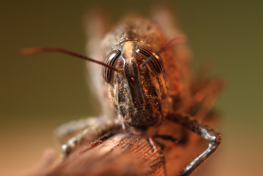 Grasshopper Close-Up on Plant