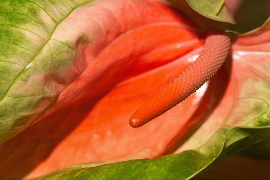 Anthurium Flower Red Spadix