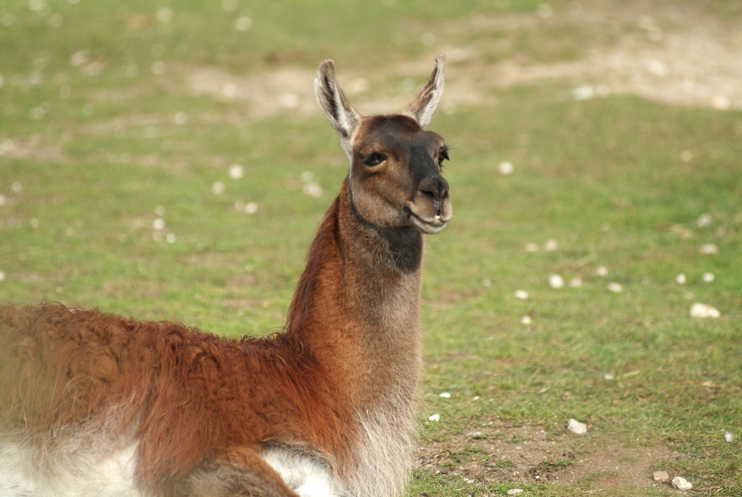 South American  Llama