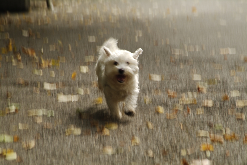 Happy Running Dog