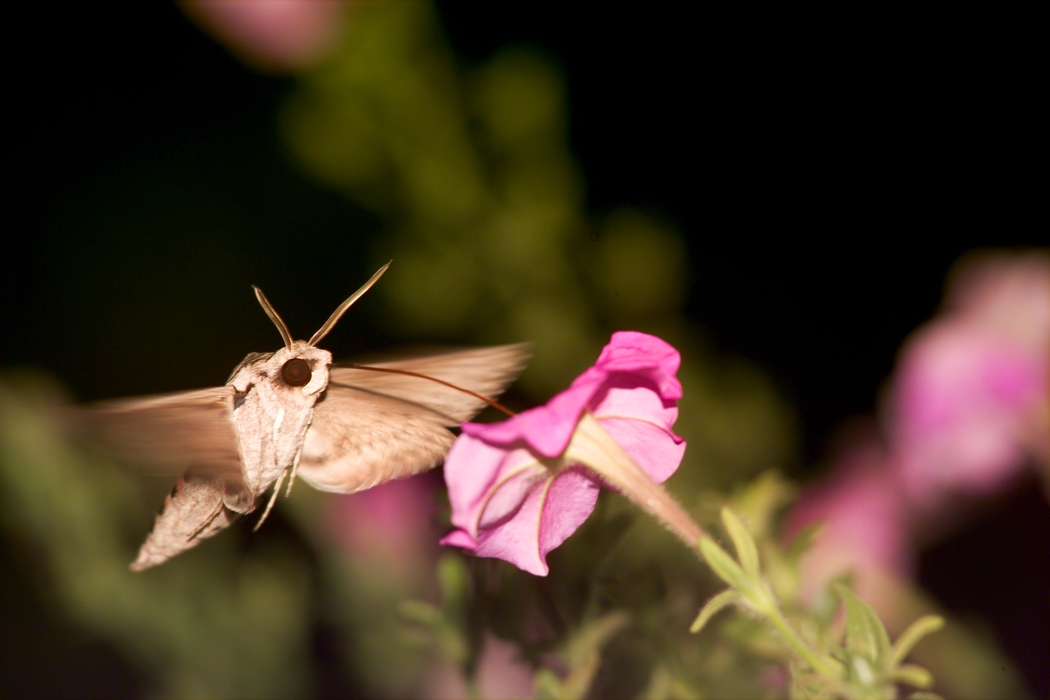 Moth Sucking Nectar from Flower