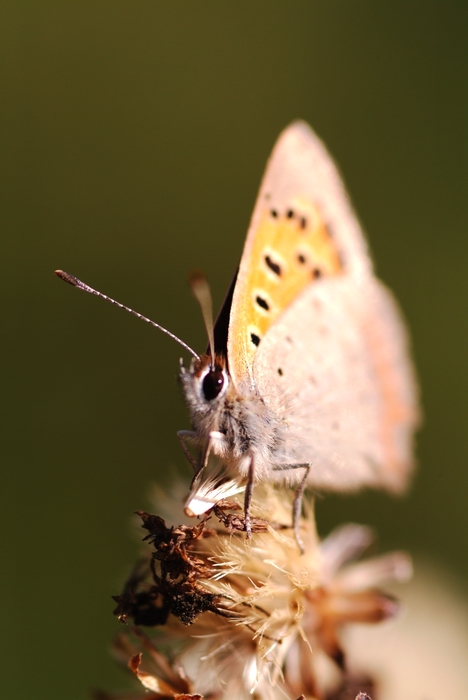 Moth Perched on a Flower