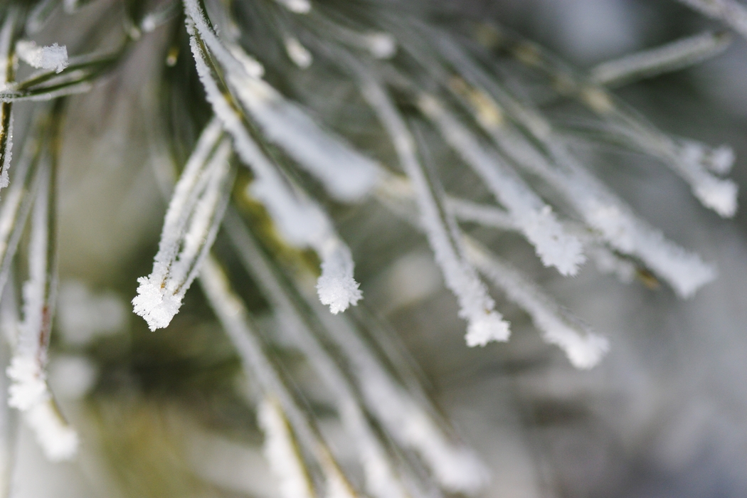 Winter Scene Snow with Pine Needles