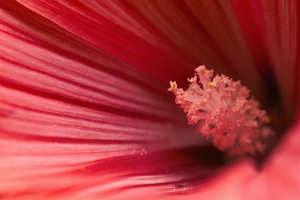 Red Flower Close-Up of Pistil with Stamen Pollen