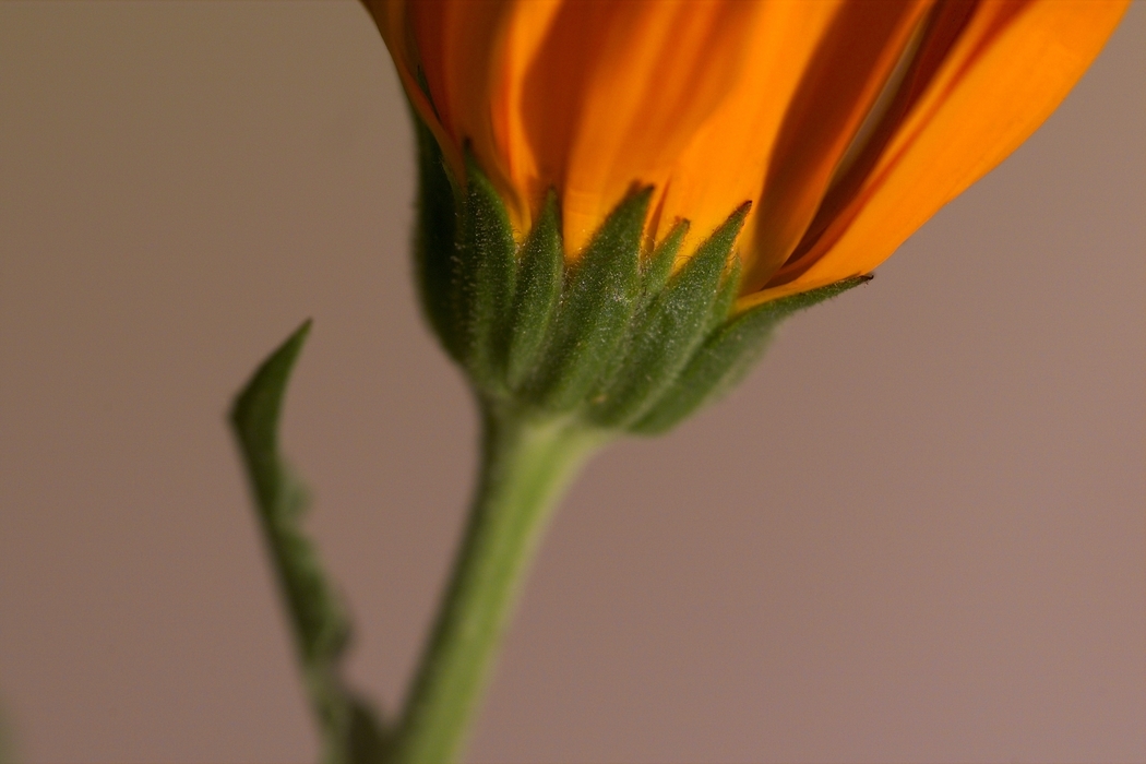 Close-Up Flower