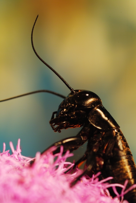 Ominous Black Insect Sucking Back Nectar