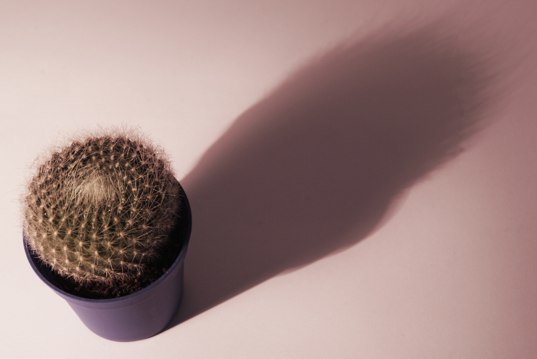 Potted Plant Cactus with Dramatic Shadow