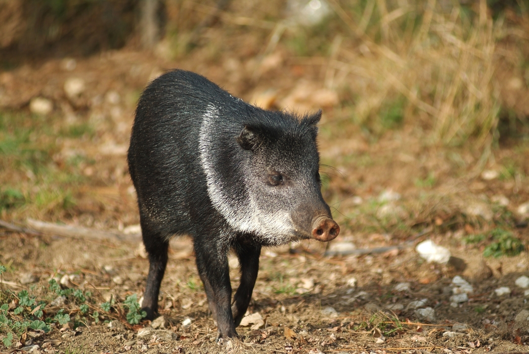 Wild Boar