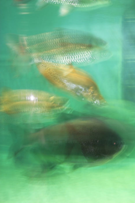 Sea Life Swimming in Aquarium Tank