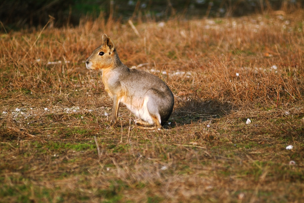 Patagonian Mara