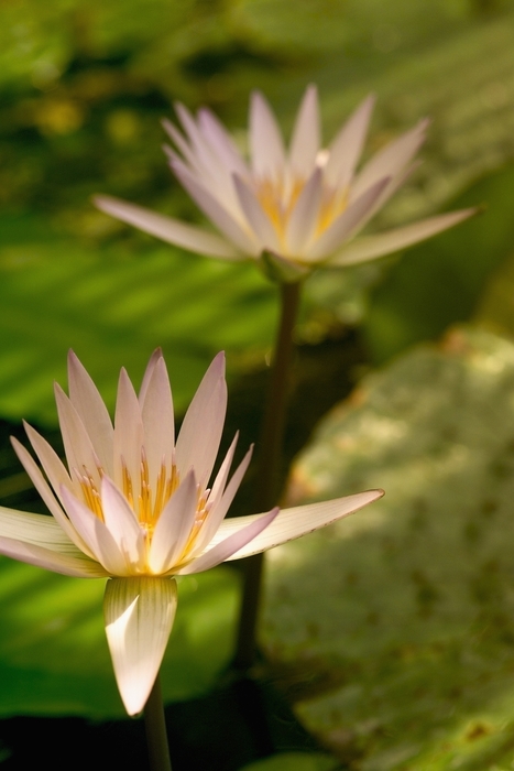 Water Lilies with  Petals